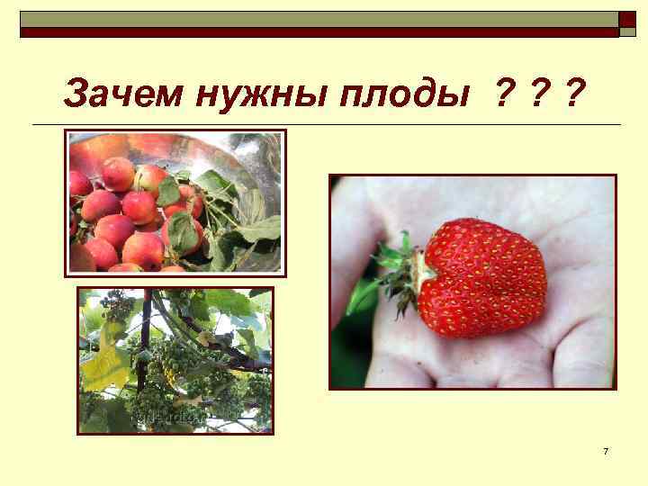 Зачем нужны плоды ? ? ? 7 