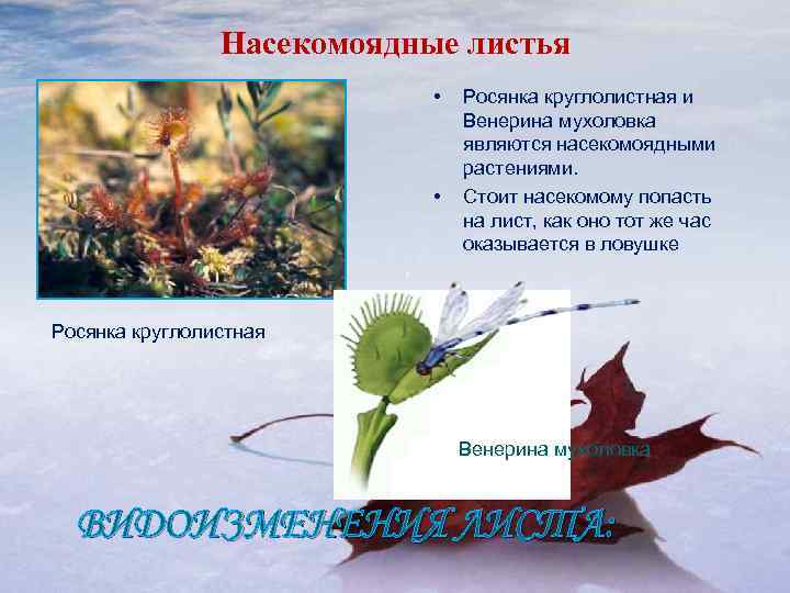 Насекомоядные листья • • Росянка круглолистная и Венерина мухоловка являются насекомоядными растениями. Стоит насекомому