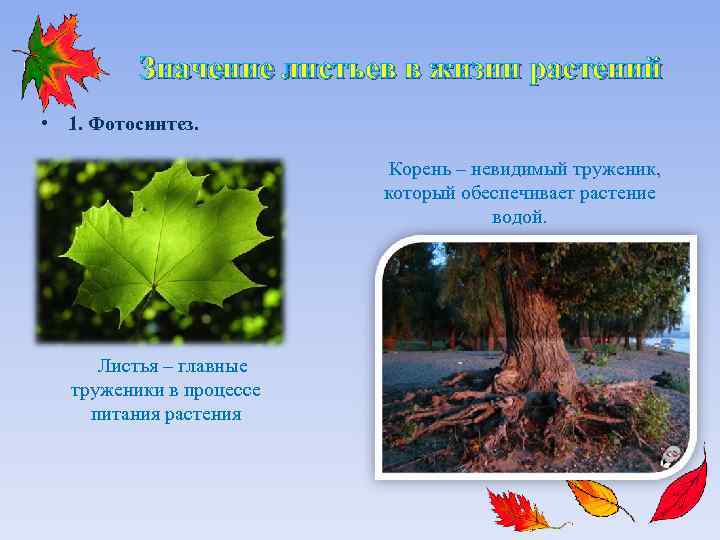 Значение листьев в жизни растений • 1. Фотосинтез. Корень – невидимый труженик, который обеспечивает