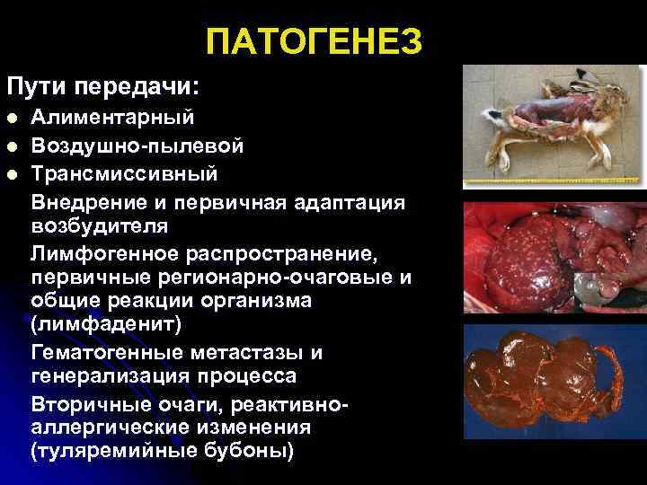 ПАТОГЕНЕЗ Пути передачи: l l l Алиментарный Воздушно-пылевой Трансмиссивный Внедрение и первичная адаптация возбудителя