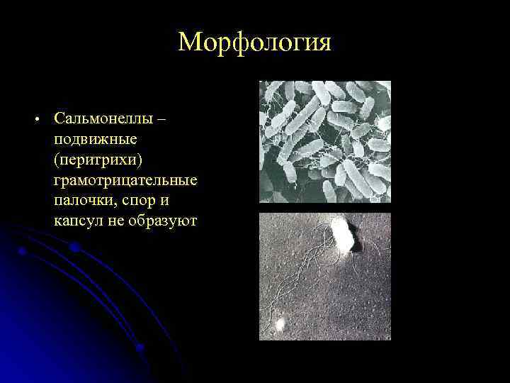Морфология • Сальмонеллы – подвижные (перитрихи) грамотрицательные палочки, спор и капсул не образуют 