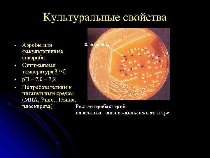Культуральные свойства • • S. enteritidis Аэробы или факультативные анаэробы Оптимальная температура 37 о.