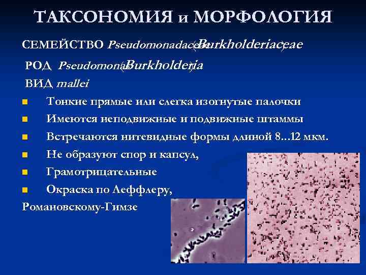 ТАКСОНОМИЯ и МОРФОЛОГИЯ СЕМЕЙСТВО Pseudomonadaceae (Burkholderiaceae ) РОД Pseudomonas (Burkholderia ) ВИД mallei n