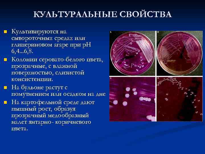 КУЛЬТУРАЛЬНЫЕ СВОЙСТВА n n Культивируются на сывороточных средах или глицериновом агаре при р. Н