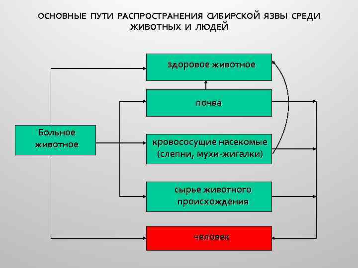 ОСНОВНЫЕ ПУТИ РАСПРОСТРАНЕНИЯ СИБИРСКОЙ ЯЗВЫ СРЕДИ ЖИВОТНЫХ И ЛЮДЕЙ здоровое животное почва Больное животное