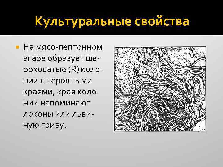 Культуральные свойства На мясо-пептонном агаре образует шероховатые (R) колонии с неровными краями, края колонии