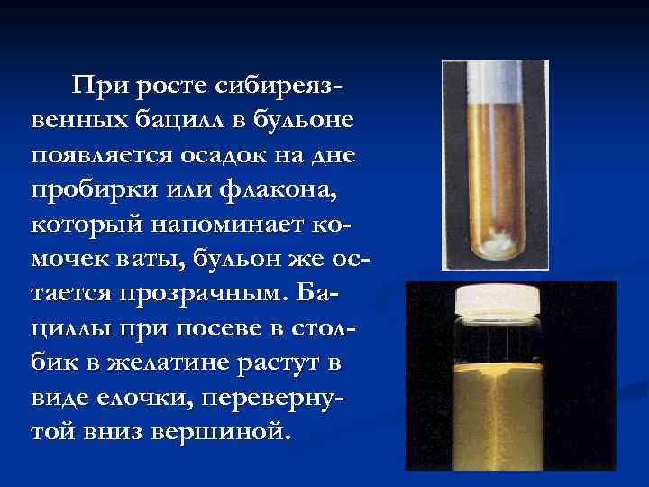 При росте сибиреязвенных бацилл в бульоне появляется осадок на дне пробирки или флакона, который