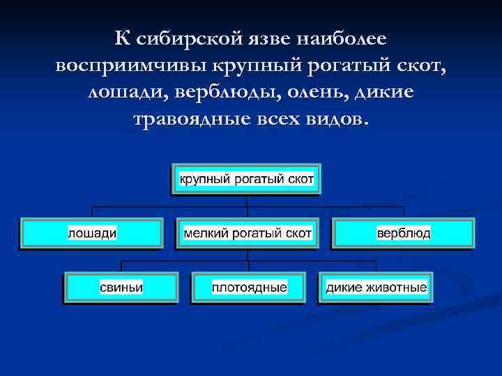 К сибирской язве наиболее восприимчивы крупный рогатый скот, лошади, верблюды, олень, дикие травоядные всех