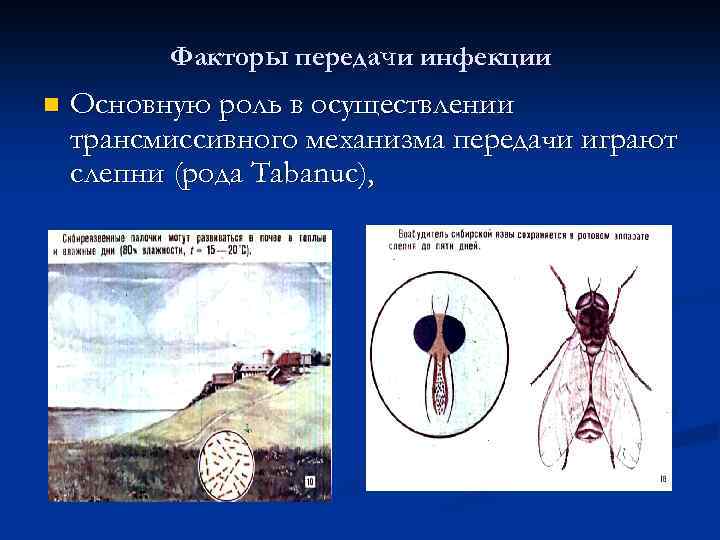 Факторы передачи инфекции n Основную роль в осуществлении трансмиссивного механизма передачи играют слепни (рода