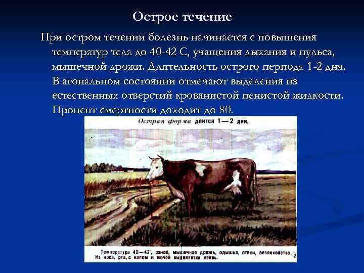 Острое течение При остром течении болезнь начинается с повышения температур тела до 40 -42