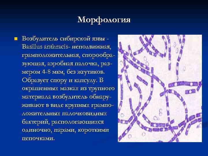 Морфология n Возбудитель сибирской язвы Basillus anthracis- неподвижная, грамположительная, спорообразующая, аэробная палочка, размером 4