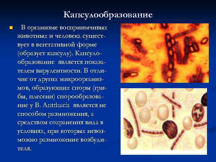 Капсулообразование n В организме восприимчивых животных и человека существует в вегетативной форме (образует капсулу).