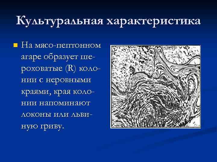 Культуральная характеристика n На мясо-пептонном агаре образует шероховатые (R) колонии с неровными краями, края