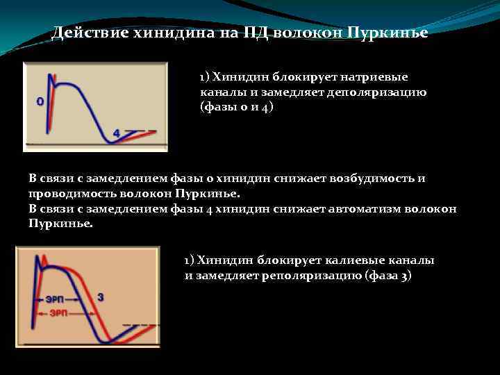 Действие хинидина на ПД волокон Пуркинье 1) Хинидин блокирует натриевые каналы и замедляет деполяризацию