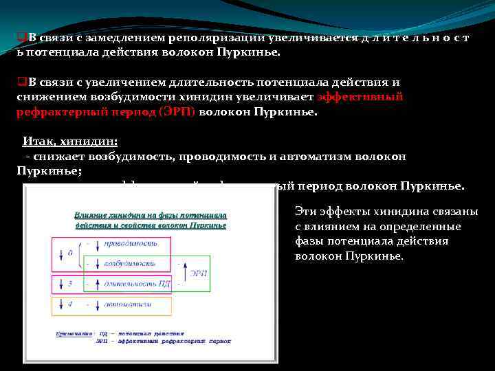 q. В связи с замедлением реполяризации увеличивается д л и т е л ь