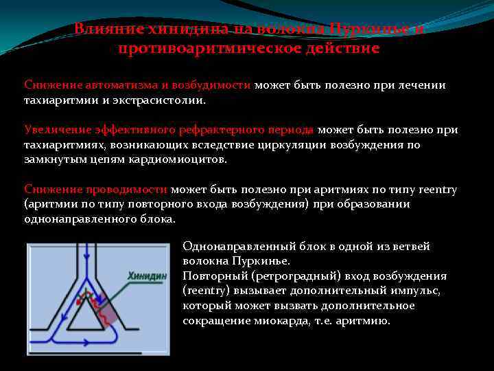 Влияние хинидина на волокна Пуркинье и противоаритмическое действие Снижение автоматизма и возбудимости может быть