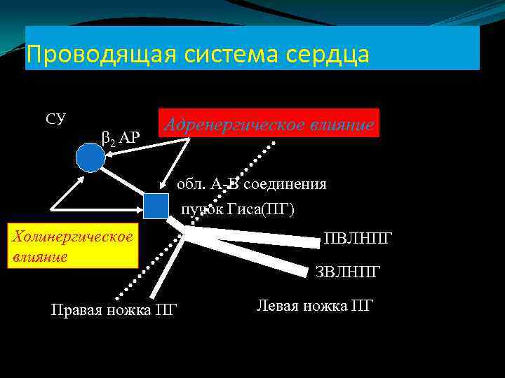 Проводящая система сердца СУ 2 АР Адренергическое влияние обл. А-В соединения пучок Гиса(ПГ) Холинергическое