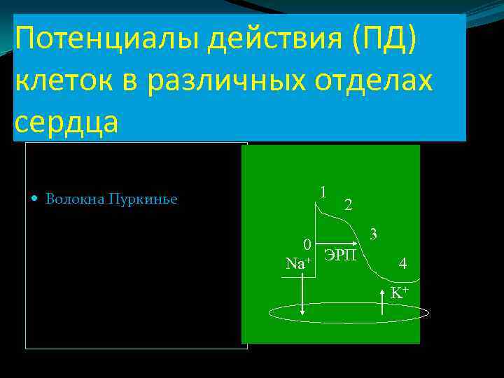 Потенциалы действия (ПД) клеток в различных отделах сердца Волокна Пуркинье 1 2 0 Na+