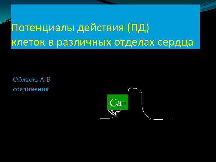 Потенциалы действия (ПД) клеток в различных отделах сердца Область А-В соединения Са Na+ ++