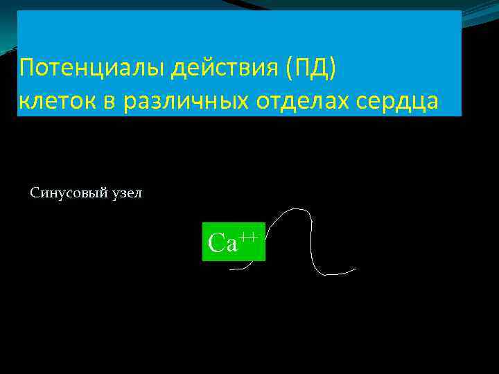 Потенциалы действия (ПД) клеток в различных отделах сердца Синусовый узел Са++ 