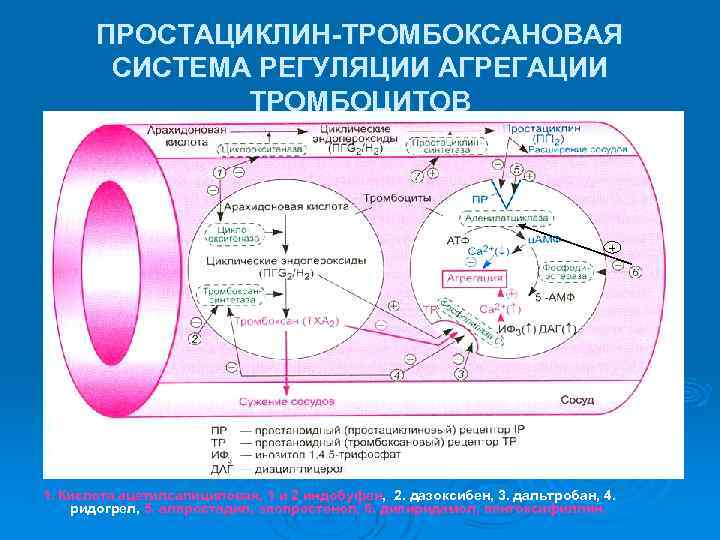 ПРОСТАЦИКЛИН-ТРОМБОКСАНОВАЯ СИСТЕМА РЕГУЛЯЦИИ АГРЕГАЦИИ ТРОМБОЦИТОВ + 1. Кислота ацетилсалициловая, 1 и 2 индобуфен, 2.