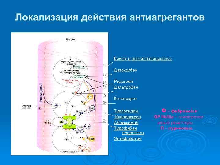 Локализация действия антиагрегантов Кислота ацетилсалициловая Дазоксибен Ридогрел Дальтробан Кетансерин Тиклопидин Клопидогрел Абциксимаб Тирофибан рецепторы