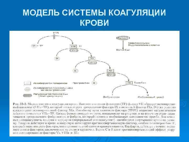 МОДЕЛЬ СИСТЕМЫ КОАГУЛЯЦИИ КРОВИ 