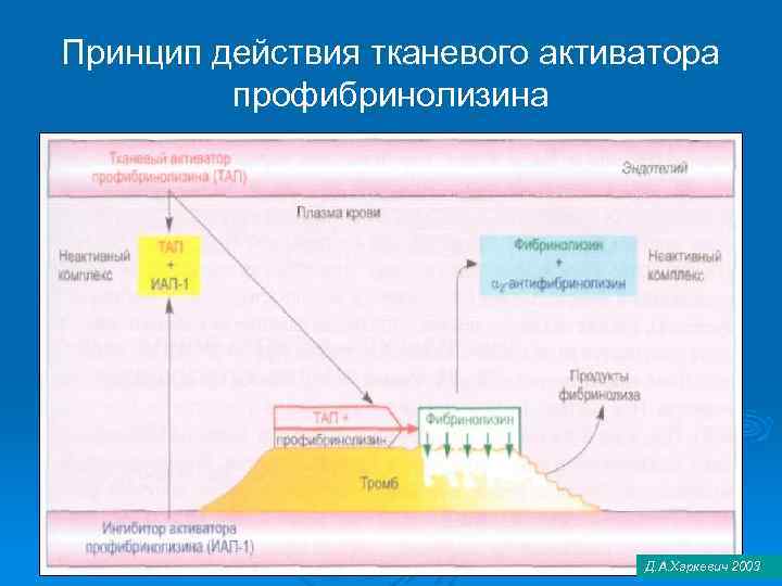 Принцип действия тканевого активатора профибринолизина Д. А. Харкевич 2003 