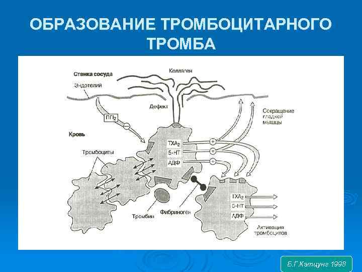 ОБРАЗОВАНИЕ ТРОМБОЦИТАРНОГО ТРОМБА Б. Г. Катцунг 1998 