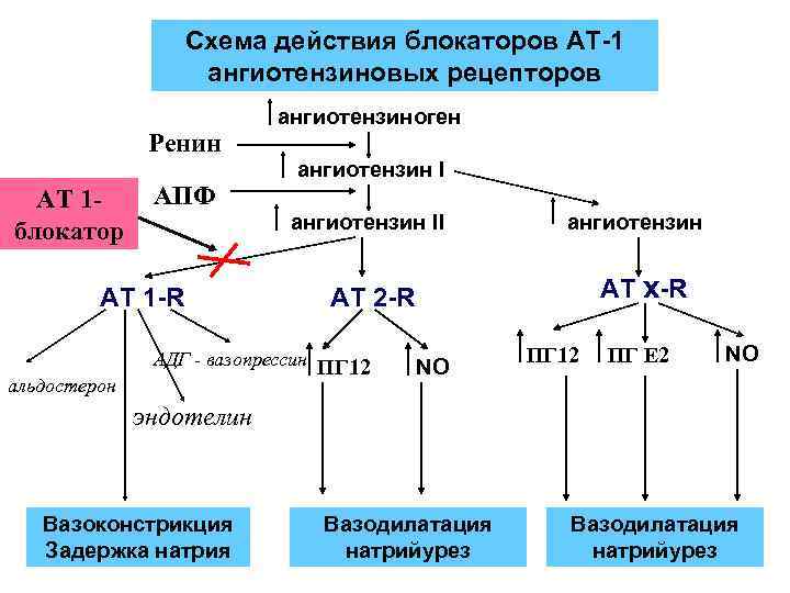 Схема действия блокаторов АТ-1 ангиотензиновых рецепторов Ренин АТ 1 блокатор АПФ АТ 1 -R