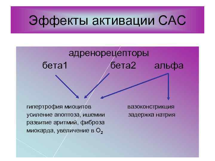 Эффекты активации САС адренорецепторы бета 1 бета 2 альфа гипертрофия миоцитов усиление апоптоза, ишемии