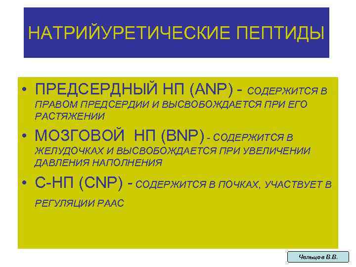 НАТРИЙУРЕТИЧЕСКИЕ ПЕПТИДЫ • ПРЕДСЕРДНЫЙ НП (ANP) - CОДЕРЖИТСЯ В ПРАВОМ ПРЕДСЕРДИИ И ВЫСВОБОЖДАЕТСЯ ПРИ