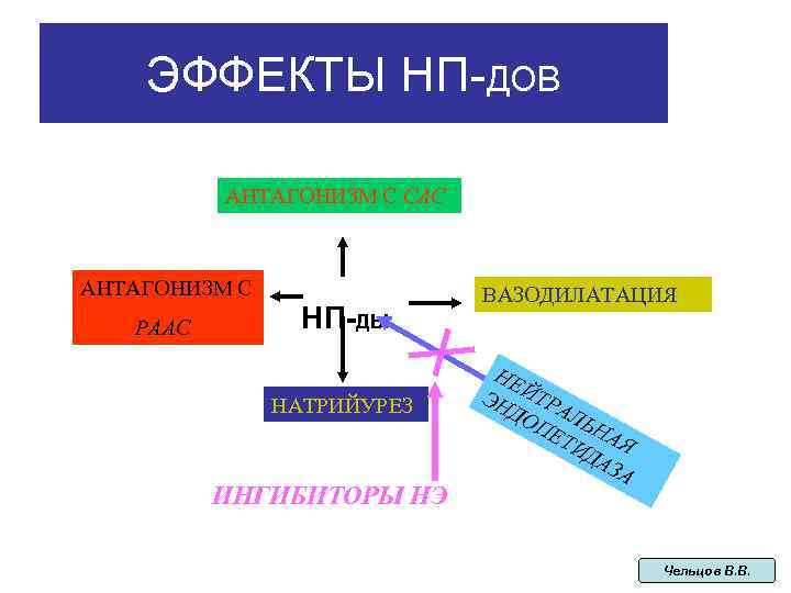 ЭФФЕКТЫ НП-ДОВ АНТАГОНИЗМ С САС АНТАГОНИЗМ С РААС НП-ДЫ НАТРИЙУРЕЗ ИНГИБИТОРЫ НЭ ВАЗОДИЛАТАЦИЯ НЕ