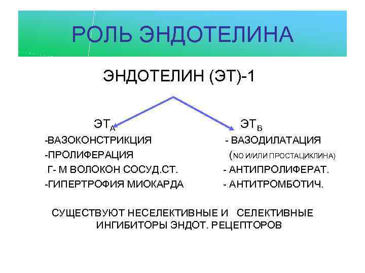 РОЛЬ ЭНДОТЕЛИНА ЭНДОТЕЛИН (ЭТ)-1 ЭТА -ВАЗОКОНСТРИКЦИЯ -ПРОЛИФЕРАЦИЯ Г- М ВОЛОКОН СОСУД. СТ. -ГИПЕРТРОФИЯ МИОКАРДА