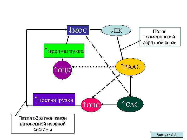  МОС ПК Петля гормональной обратной связи преднагрузка РААС ОЦК постнагрузка ОПС CAC Петля