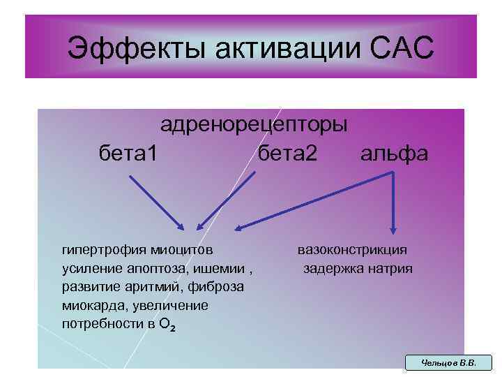 Эффекты активации САС адренорецепторы бета 1 бета 2 альфа гипертрофия миоцитов усиление апоптоза, ишемии