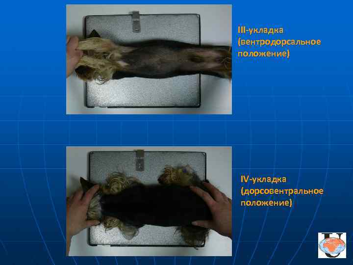 III-укладка (вентродорсальное положение) IV-укладка (дорсовентральное положение) 