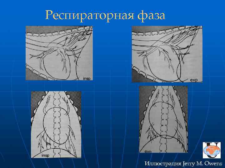 Респираторная фаза Иллюстрация Jerry M. Owens 