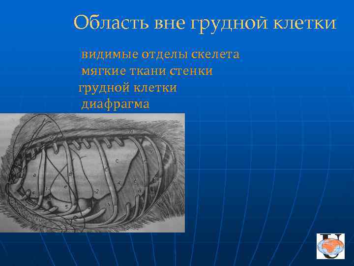 Область вне грудной клетки видимые отделы скелета мягкие ткани стенки грудной клетки диафрагма 