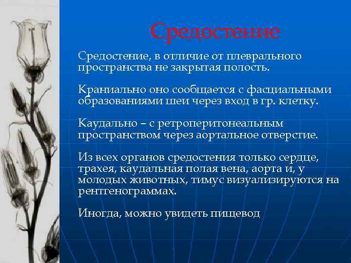 Средостение, в отличие от плеврального пространства не закрытая полость. Краниально оно сообщается с фасциальными