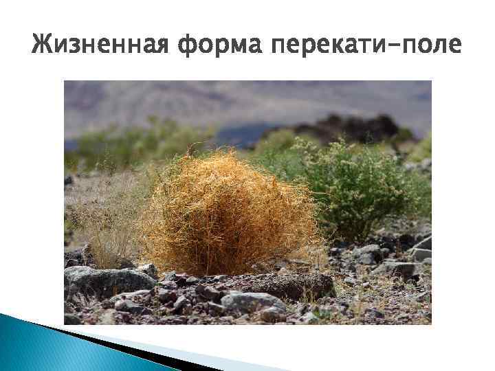 Жизненная форма перекати-поле 