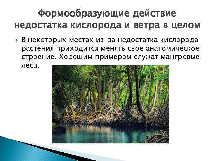 Формообразующие действие недостатка кислорода и ветра в целом В некоторых местах из-за недостатка кислорода