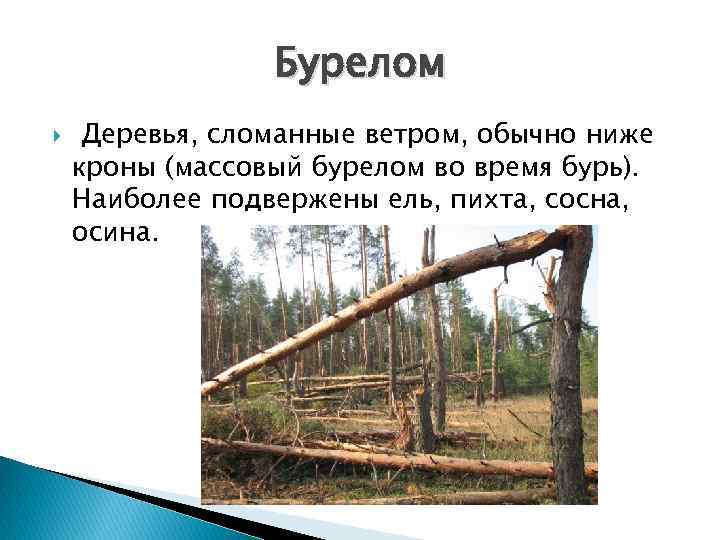 Наиболее подвержены. Бурелом определение. Бурелом стилистическая принадлежность. Что обозначает слово бурелом. Наиболее подвержена дерево бурелому.