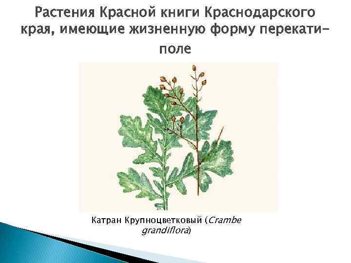 Растения красной книги краснодарского края. Растения из красной книги Краснодарского края. Красная книга Краснодарского края растения 2 класс. Катран жизненная форма растений. Катран Стевена красная книга Краснодарского края.