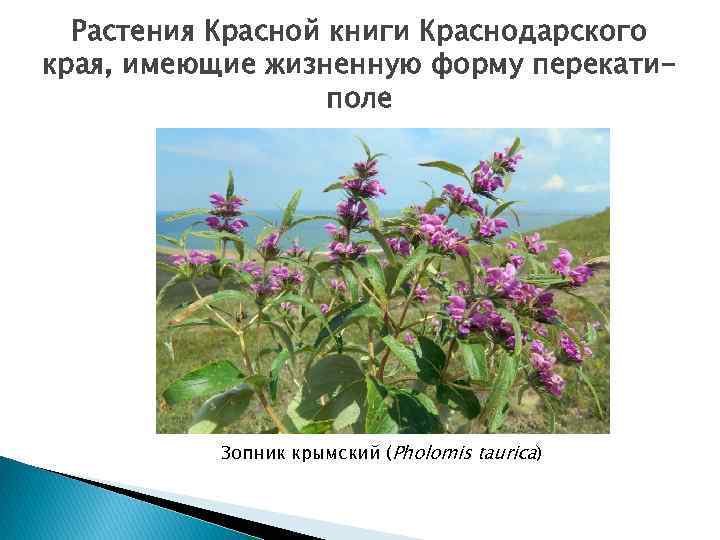Растения Красной книги Краснодарского края, имеющие жизненную форму перекатиполе Зопник крымский (Pholomis taurica) 