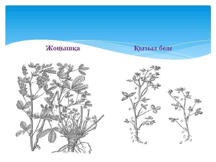 Жоңышқа Қызыл беде 