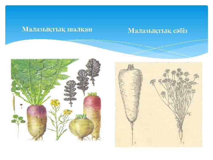 Малазықтық шалқан Малазықтық сәбіз 