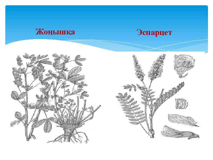 Жоңышқа Эспарцет 