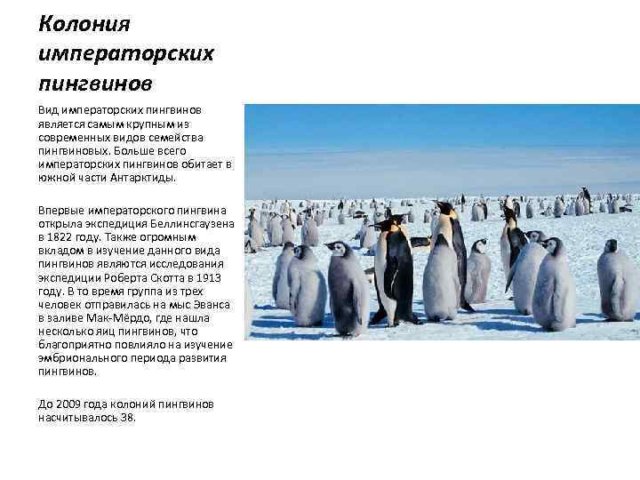 Колония императорских пингвинов Вид императорских пингвинов является самым крупным из современных видов семейства пингвиновых.