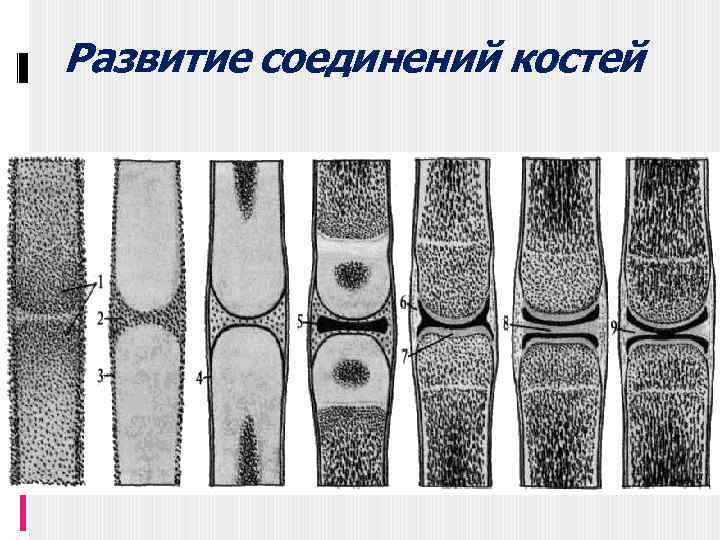 Развитие соединений костей 